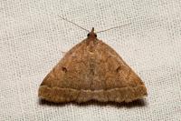 Zanclognatha zelleralis