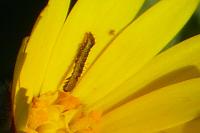 Cucullia calendulae
