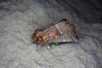 Scoliopteryx libatrix