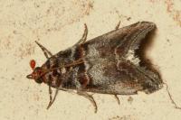 Acrobasis advenella
