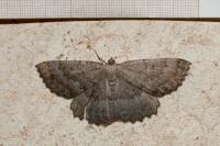 Gnophos furvata