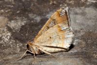 Macaria liturata