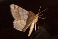Macaria liturata