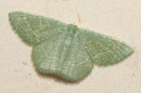 Phaiogramma etruscaria