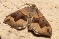Scotopteryx angularia