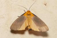 Lithosia quadra