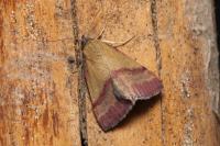 Phytometra viridaria