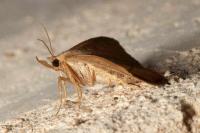 Paracolax tristalis