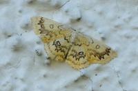 Cyclophora annularia