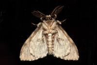 Lymantria monacha