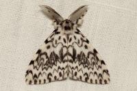 Lymantria monacha