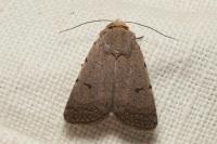 Caradrina aspersa