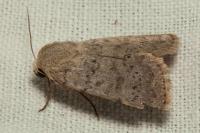 Hoplodrina respersa