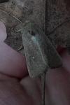 Mythimna albipuncta