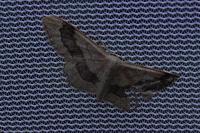 Idaea aversata