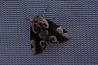 Thyatira batis