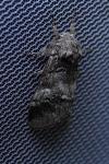 Drymonia querna