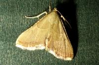 Endotricha flammealis