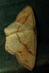 Cyclophora punctaria