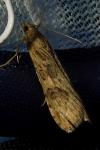 Nomophila noctuella