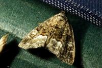 Deltote pygarga