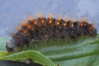 Acronicta auricoma