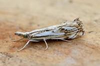 Catoptria falsella