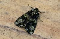 Craniophora ligustri
