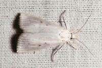Calamotropha paludella