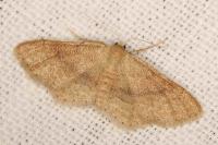 Idaea belemiata helianthemata