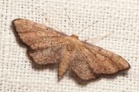 Idaea infirmaria