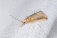 Donacaula forficella
