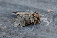 Drymonia obliterata