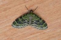 Acasis viretata