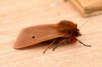 Phragmatobia fuliginosa