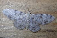 Idaea contiguaria