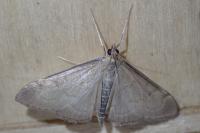 Anania terrealis