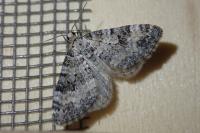 Perizoma minorata