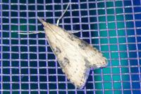 Udea costalis