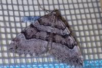 Thera cognata
