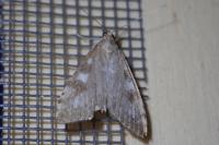 Udea olivalis