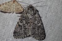 Acronicta euphorbiae