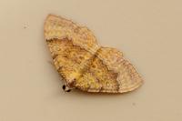 Camptogramma bilineata