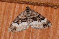Xanthorhoe biriviata