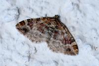 Xanthorhoe spadicearia/ferrugata