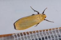 Wittia sororcula