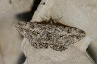 Peribatodes rhomboidaria rhomboidaria