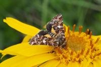 Anarta myrtilli