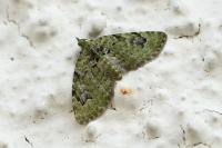 Chloroclystis v-ata