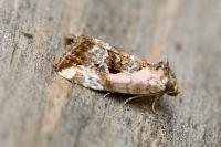 Elaphria venustula